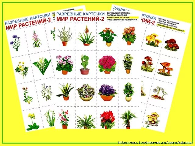 Мир растений карточки. Комнатные растения карточки для детей. Разрезные карточки растения. Разрезные карточки мир растений цветы. Мир растений игры
