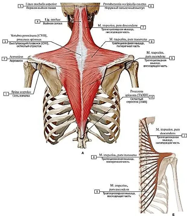 Трапециевидная функция. Трапециевидная мышца (m. Trapezius). Трапеция мышца крепление. Трапециевидная мышца спины прикрепление. Крепление трапециевидной мышцы спины.