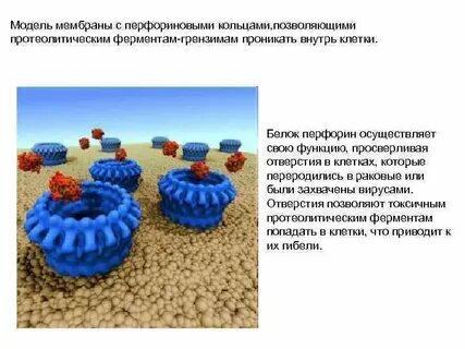 Мембранные ферменты