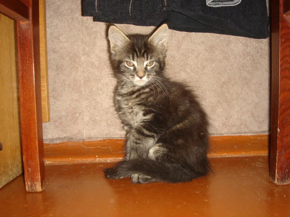 Ман кун. Котенок мейн кун 2. котята мейн-куна в 2 месяца. котята мейн кун 2 мес. мейн кун 2 месяца.