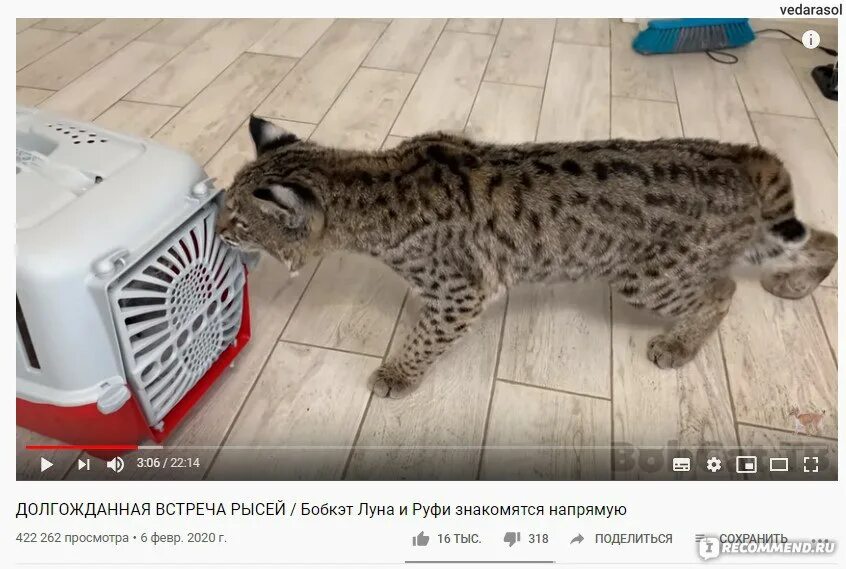 Бобкэт рысь домашняя. Бобкэт тв катя. Bobcat tv алиса. Бобкэт рысь. Бобкэт тв катя.