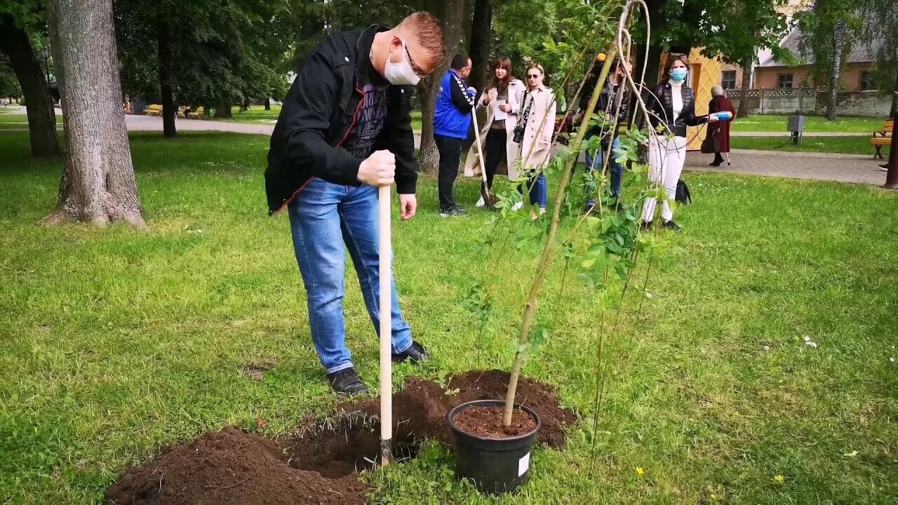 Высадка аллеи деревьев. Столбик на аллею деревьев. посадка деревьев в аллее в городе уссурийск.