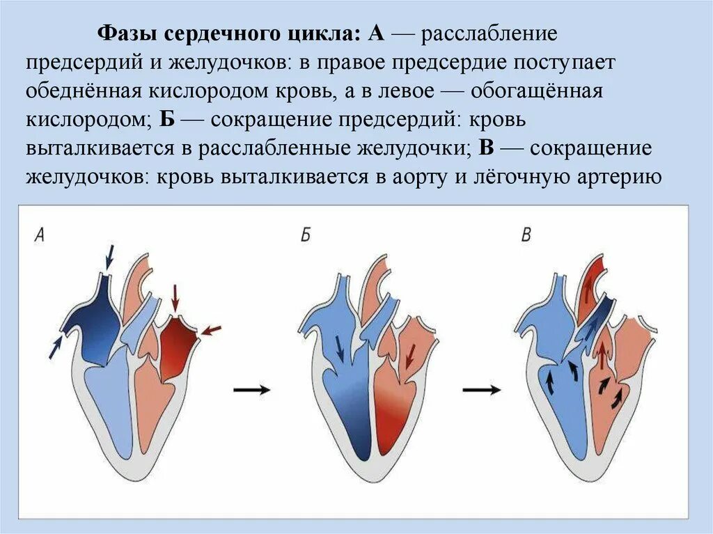 Три фазы сокращения сердца. Цикл сердечной деятельности схема. фазы сердечной деятельности схема. фазы сердечного цикла сокращение предсердий. фаза сердечного цикла сокращение предсердий сокращение желудочков.