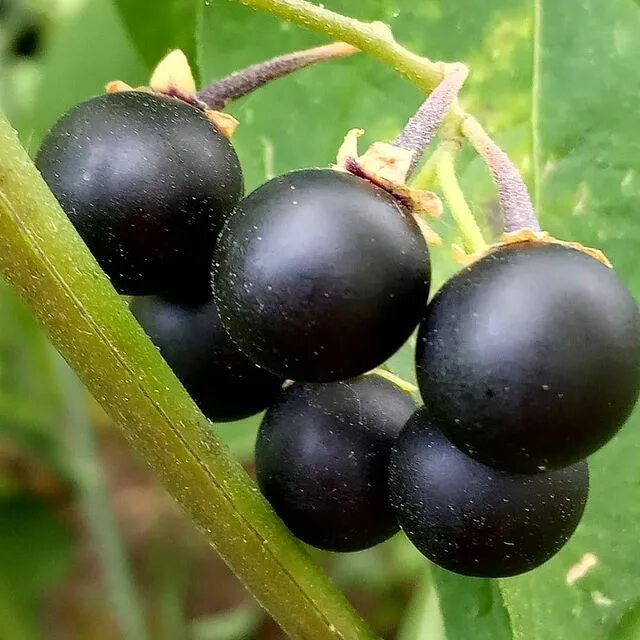 санберри куст. бздника что за ягода. паслён чёрный съедобный. черные ягодки на картошке. паслен ягода.