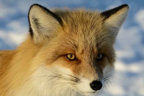 Животные забайкальского края