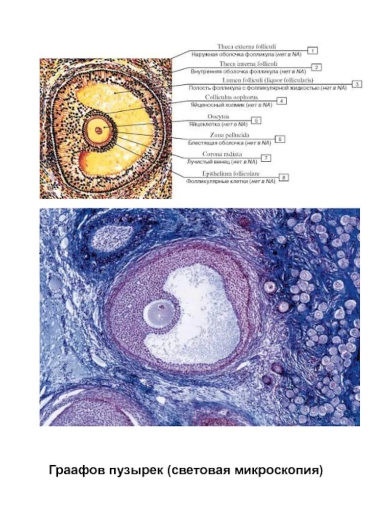 Граафов пузырек яичника. Третичный фолликул и граафов пузырёк. Граафов пузырек гистология. Граафов фолликул.