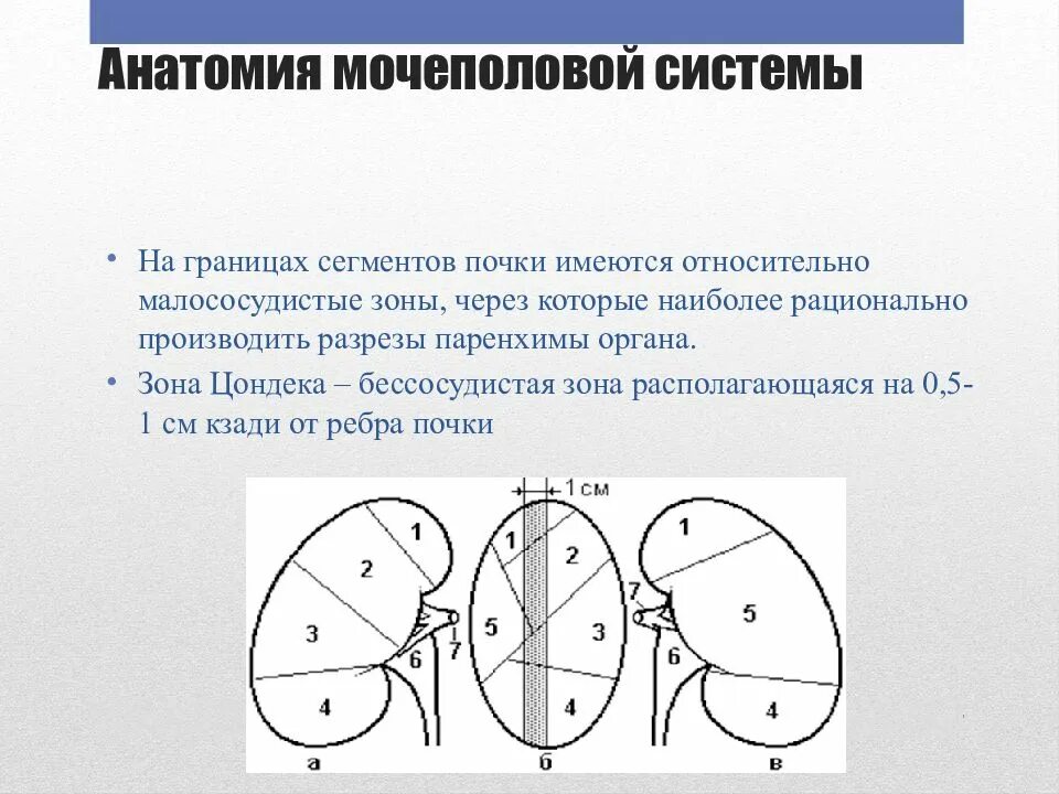 Границы сегментов. Границы сегментов