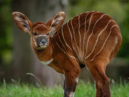 But mammals