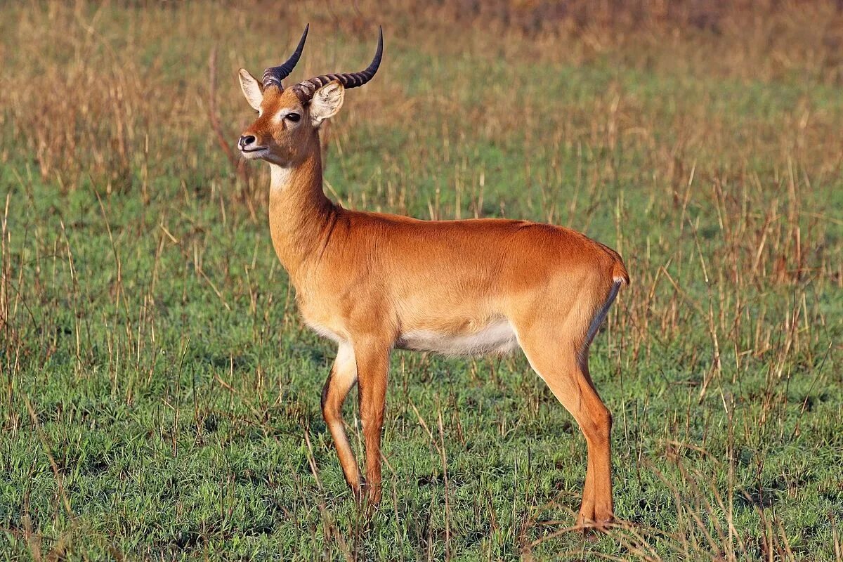 равнинная винторогая африканская антилопа. антилопа обитатель. антилопы африки. антилопа обитатель. монгольская антилопа дзерен.