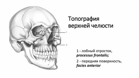 Клыковая
