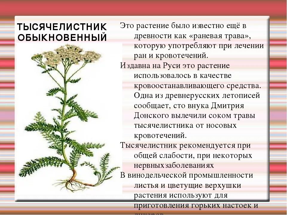 Тысячелистник обыкновенный. Тысячелистник трава. Растение тысячелистник. Тысячелистник обыкновенный цветок.