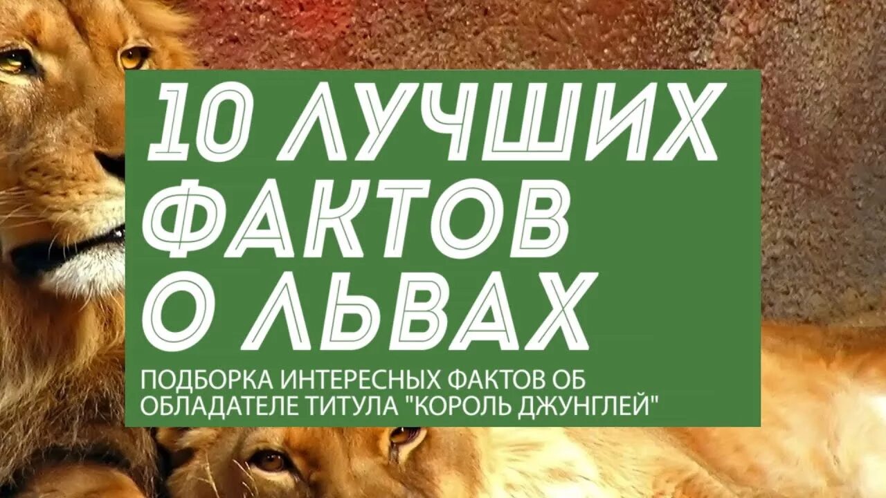 Лев интересные факты. Факты о львах. 10 фактов о льве. 10 интересных фактов о льва. интересные особенности львов.