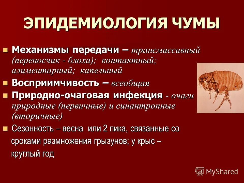 возбудитель чумы механизм передачи. источник инфекции чумы. членистоногие – переносчики чумы:. чума механизм. чума механизм.