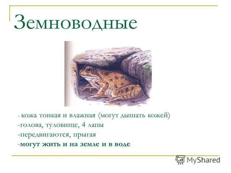 Значение кожи земноводных. Земноводные кожа. какая кожа у земноводных. класс земноводные кожа. земноводные ) кожа влажная.