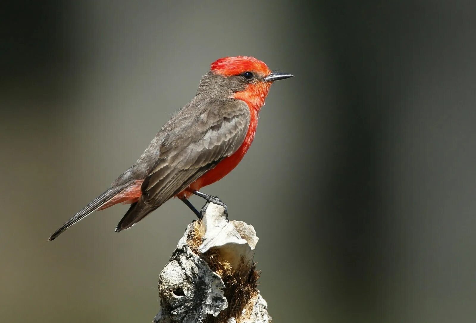Маленький красный хвост. Красная Талка птица. Птица с красной головой. Птица с красными крыльями.