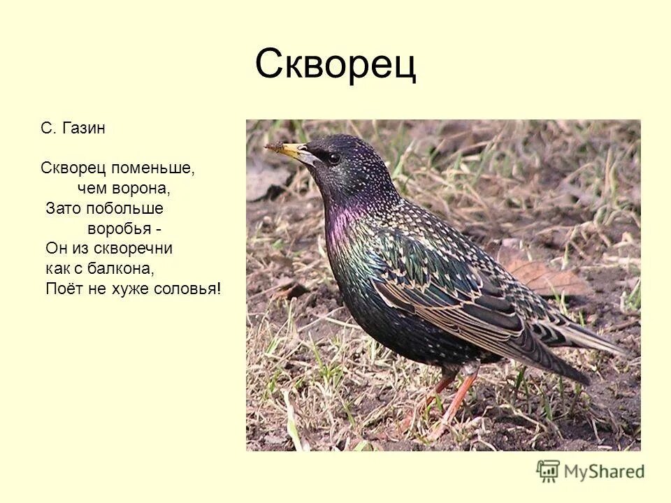 Скворцы как проверить о