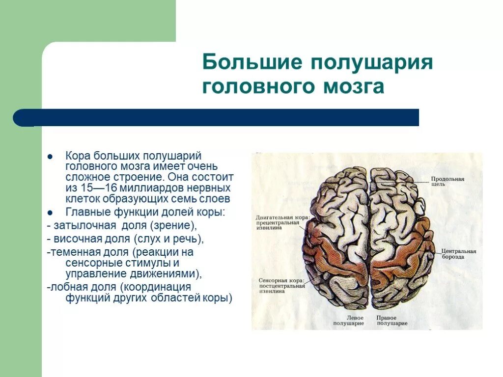 Большие полушария мозга задания. Строение больших полушарий головного мозга. Строение и функции больших полушарий. Большие полушария головного мозга структура и функции.