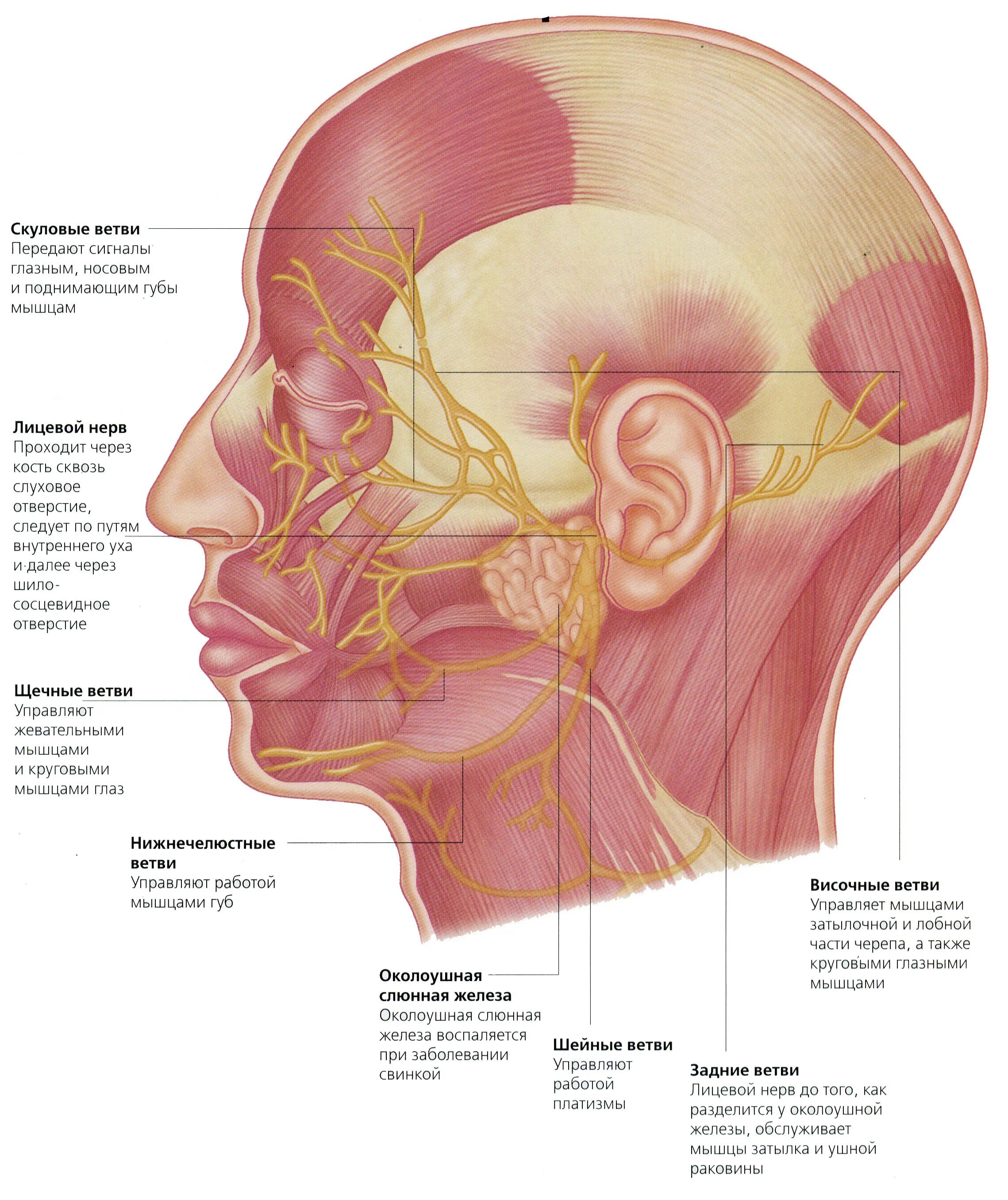Лицевой нерв препарат анатомия. Анатомия головы и шеи тройничный нерв. Анатомия головы человека тройничный нерв. Скуловая ветвь лицевого нерва. Нервы лицевой области