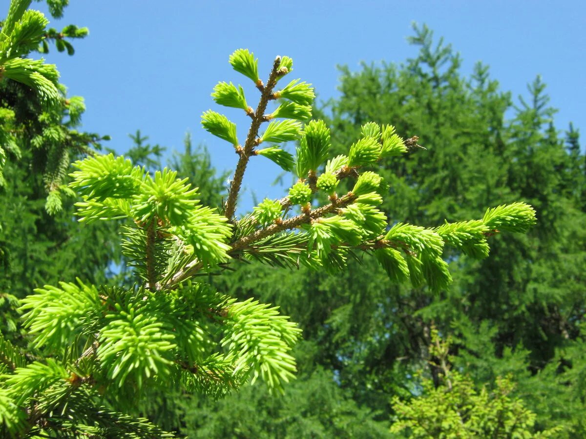 Д хвойное. Ель Сибирская Picea obovata. Араукария хвойные. Лиственница хвойное. Лиственница в Сочи.