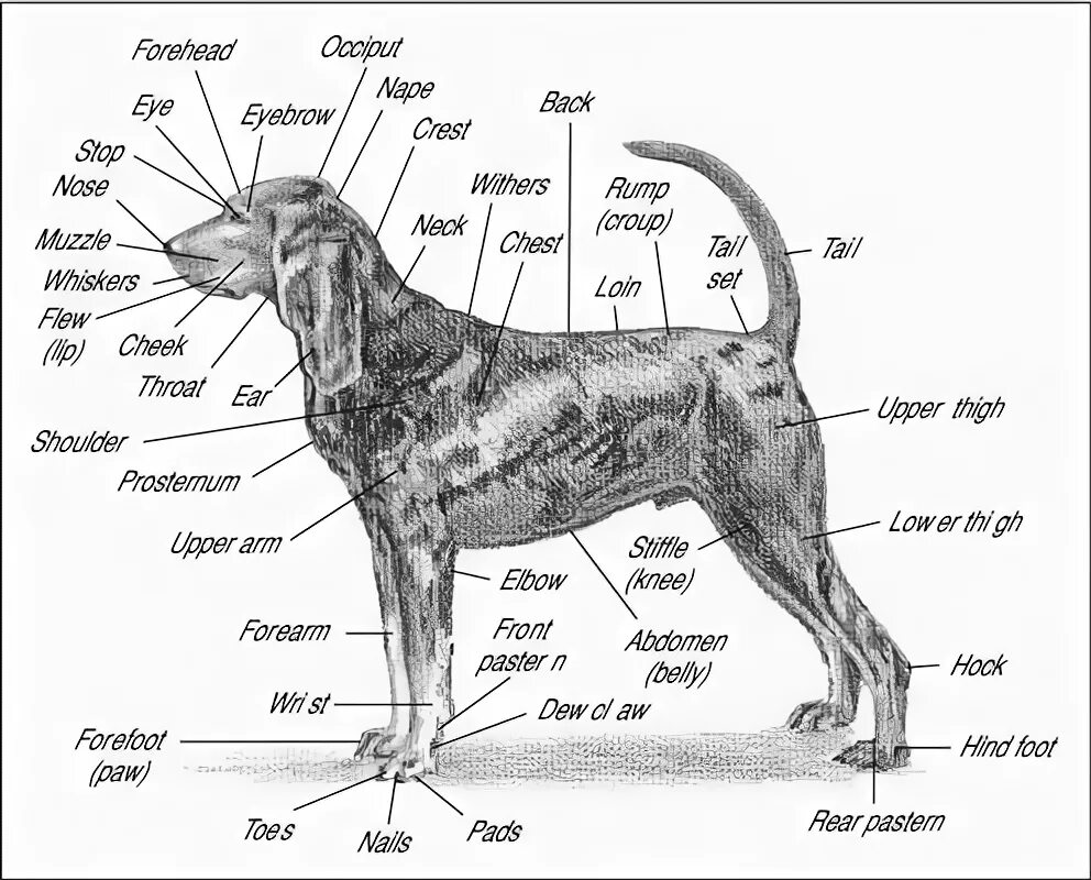 Dogs s names are. Анатомия собаки. Анатомия кобеля. Название частей собаки. Бигль анатомия.