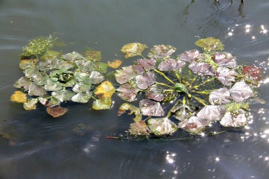 Водяной орех количество. Речной орех Чилим. Чилим водяной орех. Рогульник Астраханский. Рогульник плавающий.