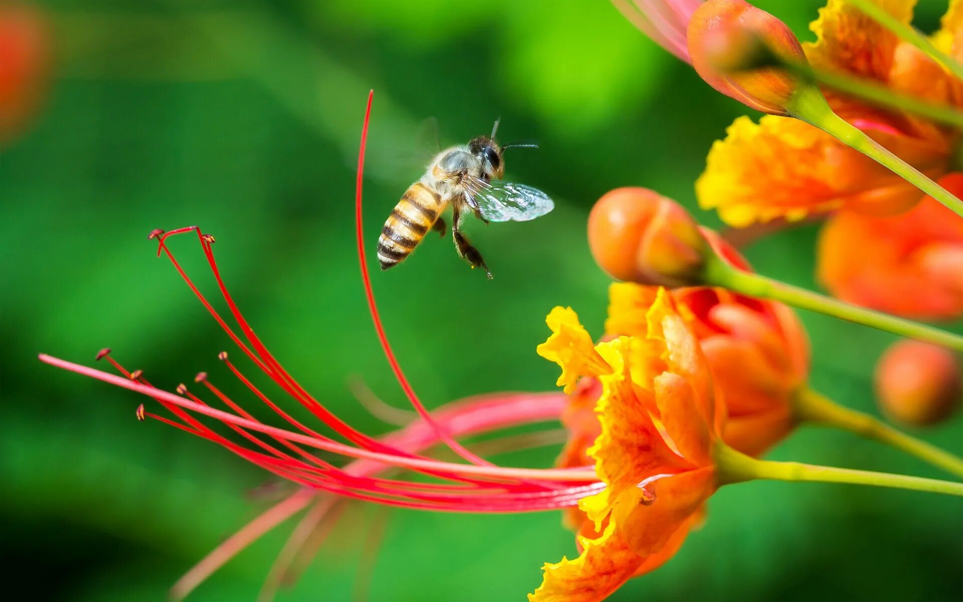 Растение с нектаром. Цветы и насекомые. Насекомые на цветах. Лето насекомые. Природа цветы пчёлы.