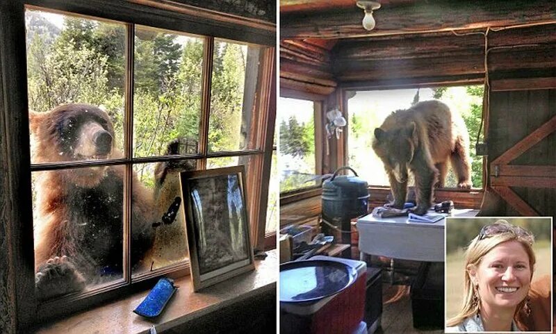 белый медведь заглядывает в окно. белый медведь заглядывает в окно. медведь стучит в окно. медведь на окно. медведь на окно.