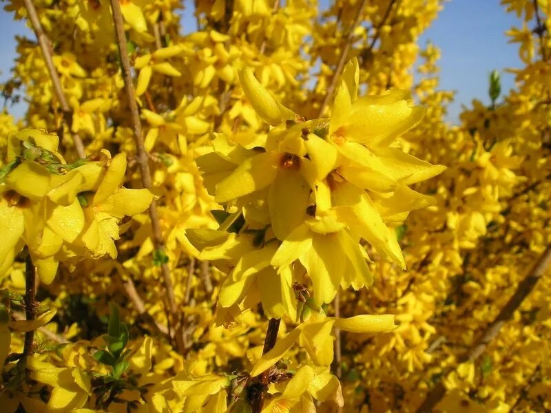 Форзиция линвуд описание. Форзиция промежуточная линвуд. форзиция линвуд голд. форзиция промежуточная линвуд голд. форзиция промежуточная линвуд голд (с2).