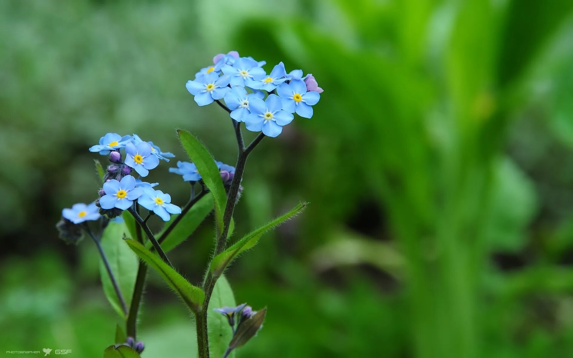 Незабудка мелкоцветковая (Myosotis micrantha).. Незабудка Полевая (Myosotis arvensis). Незабудка Дубравная. Незабудка Болотная голубая.