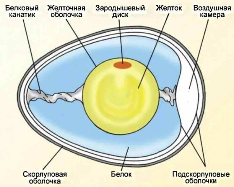 Яйцо 1 клетка. Схема строения яйца птицы. Внутреннее строение яйца. Строение куриного яйца. Схема строения куриного яйца.