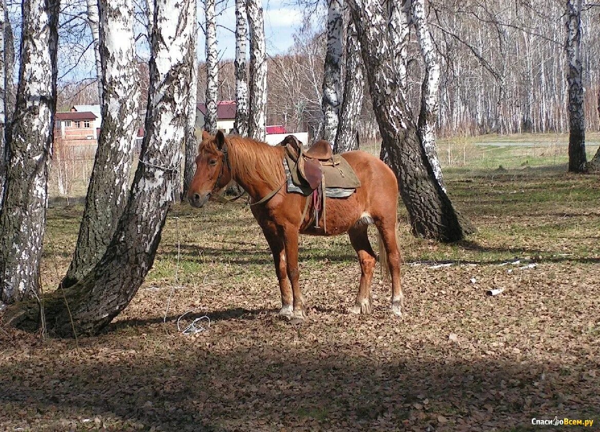 Буян конно-спортивный клуб. Занятия конным спортом. Символ кск. Кск буян челябинск. Кск буян челябинск.