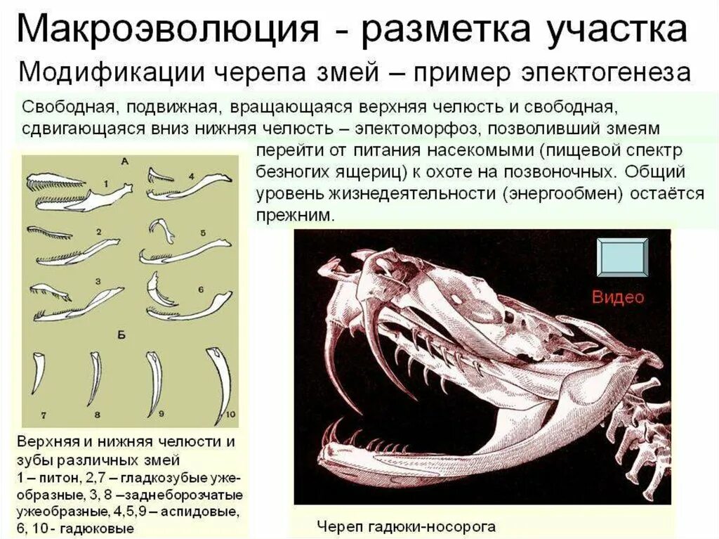 Появление челюстей у позвоночных. Макроэволюция. Примеры макроэволюции. Понятие макроэволюции. Макроэволюция биология 11 класс.