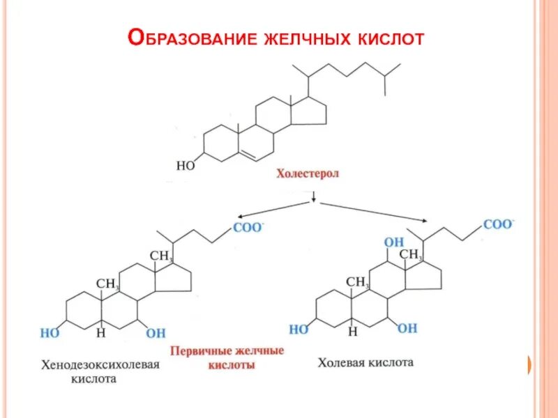 Кал на желчные кислоты. Первичные желчные кислоты биохимия. Образование первичных желчных кислот. Желчные кислоты пневмококк. Формула холевой кислоты биохимия.