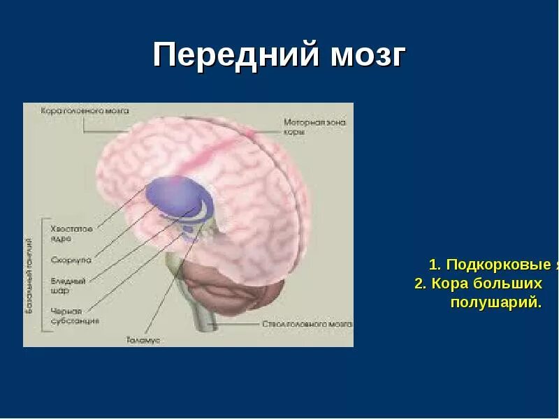 Передний мозг. Передний мозг мозг. Передний мозг анатомия строение. Что входит в состав переднего мозга.