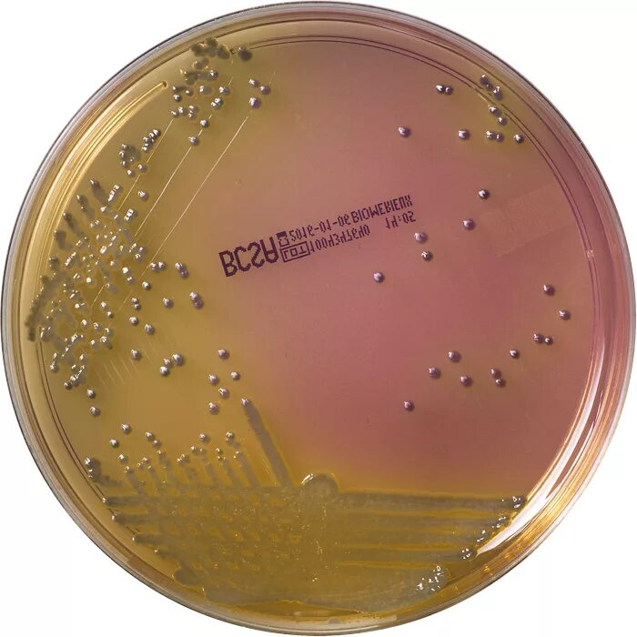 Ба агар. Burkholderia Pseudomonas Mallei. Burkholderia Mallei микробиология. Burkholderia Mallei возбудитель. Burkholderia multivorans.