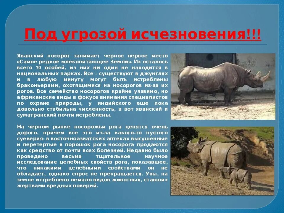 Яванский носорог. Носорог место обитания. Яванский носорог описание. Презентация носорог яванский.