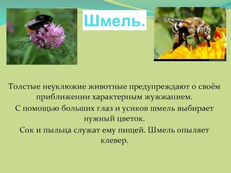 Шмель информация для детей. Сообщение о Шмеле. Информация о шмелях. Краткая информация о шмелях. Информация о шмелях окружающий мир