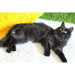 Шелковая кошка
