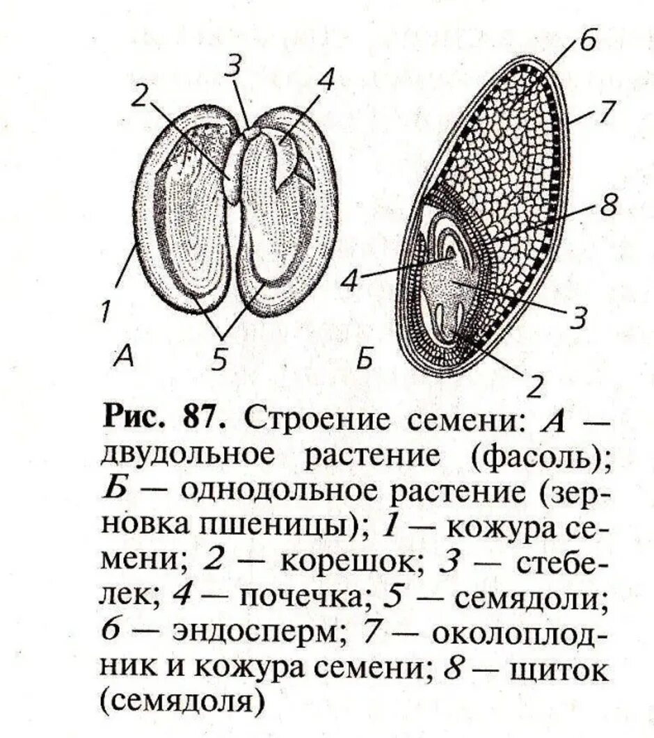 Рисунок части семени