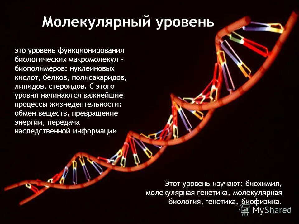 Функции биологических молекул. Молекулярный уровень организации жизни. Уровни организации молекулярного уровня. Молекулярный уровень биология. Молекулярный уровень жизни.