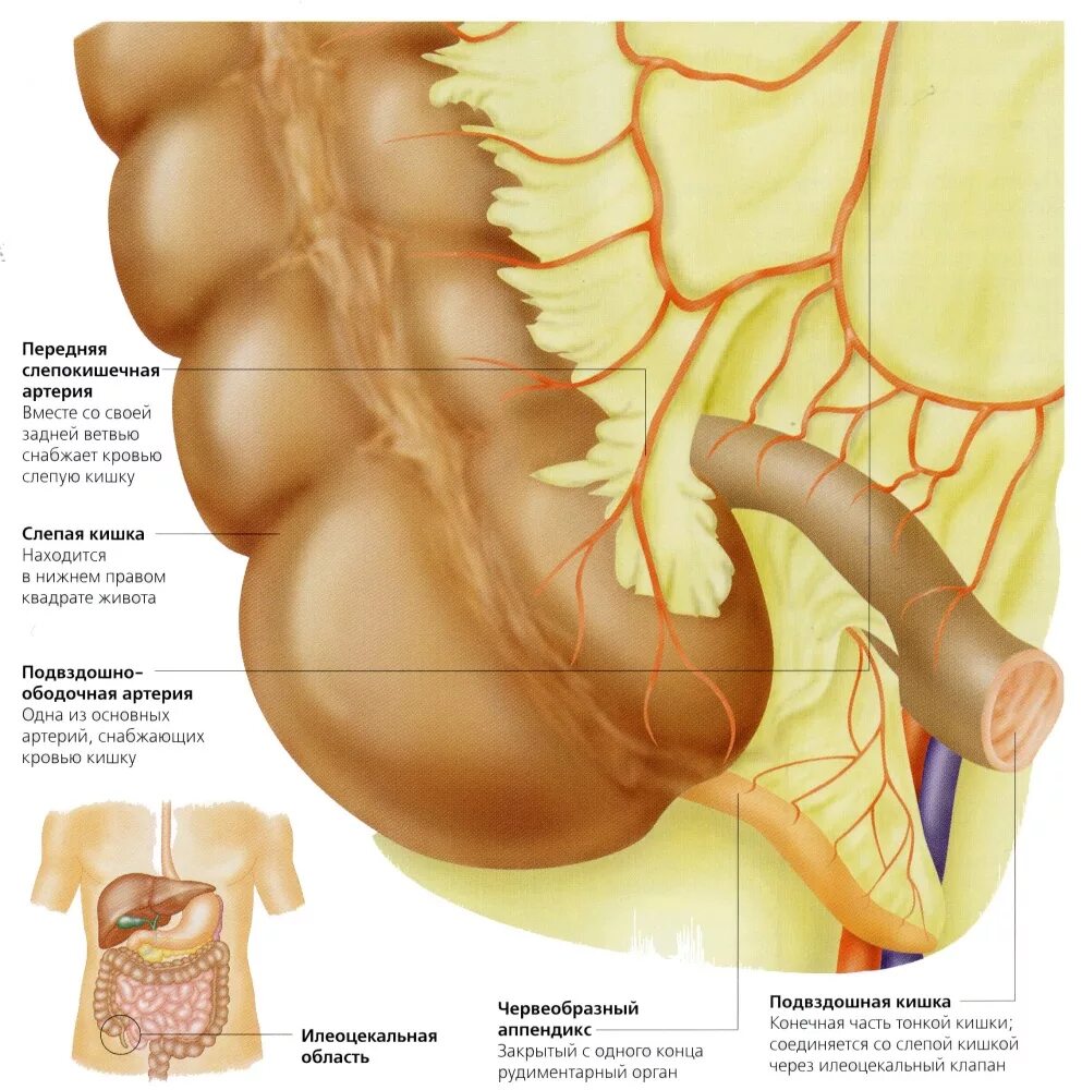 Строение аппендикса. Слепая кишка и аппендикс сальник. Слепая кишка и червеобразный отросток. Слепая кишка илеоцекальный клапан. Аппендикс это отросток слепой кишки.