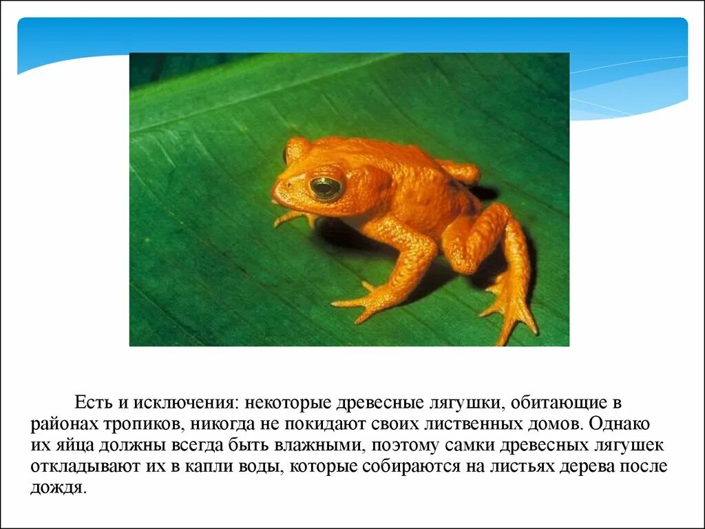 Тип развития у земноводных. Размножение земноводных. размножение земноводных 3 класс. земноводное животное доклад. размножение земноводных краткое.