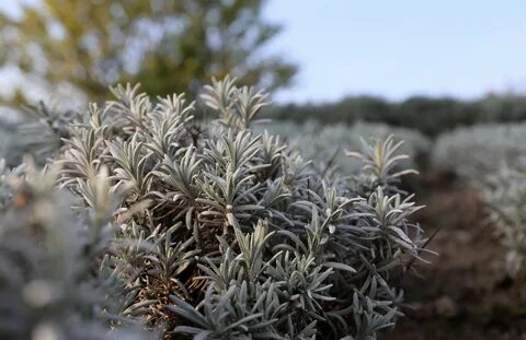 Silver frost