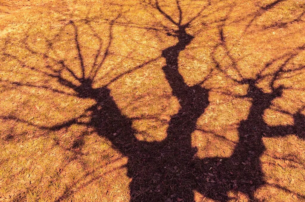 Солнце пробивается. Самые длинные тени от солнечных лучей бывают. Природа солнце. Солнечный свет. Лучи солнца.