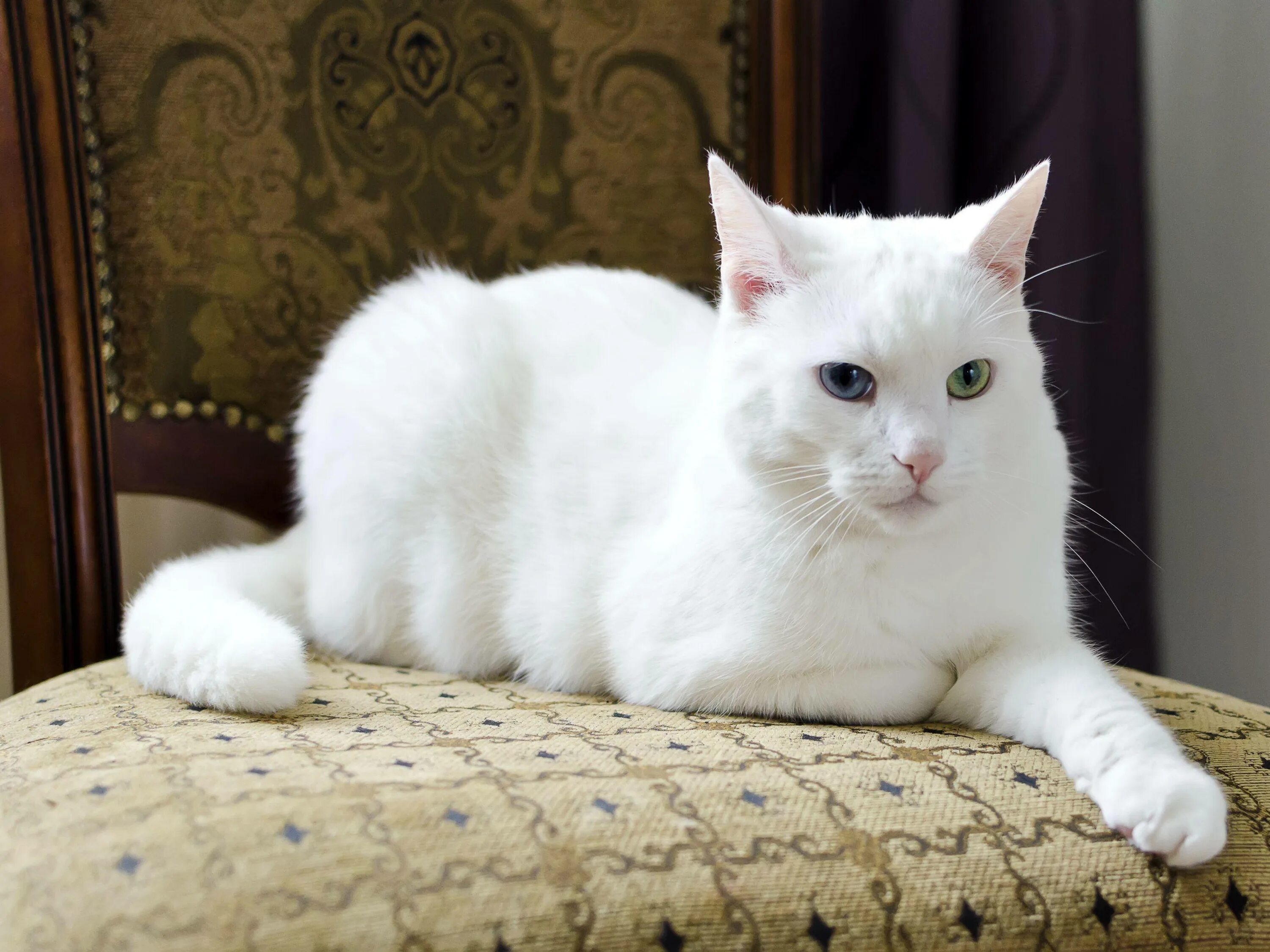 Ангорская кошка короткошерстная. Турецкая ангорская кошка короткошерстная. Европейская короткошерстная кошка белая. Сибирская ангорка гладкошерстная