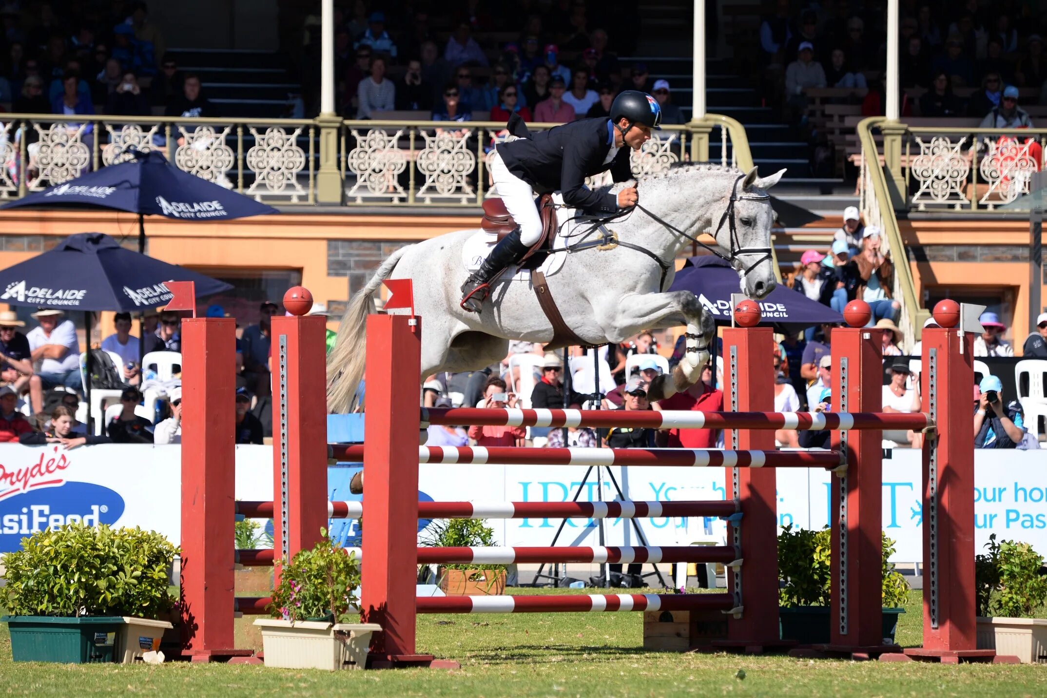 3 day eventing. Шейн Роуз конный спорт. Конкур конный спорт. Конный спорт Олимпийские игры. Конкур Олимпийские игры.