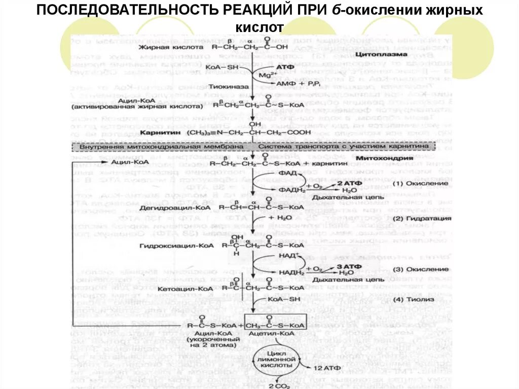 Схема b окисления жирных кислот. Реакции бета окисления жирных кислот. Бета окисление высших жирных кислот биохимия. Окисление жирных кислот биохимия схема. Реакции бета окисления