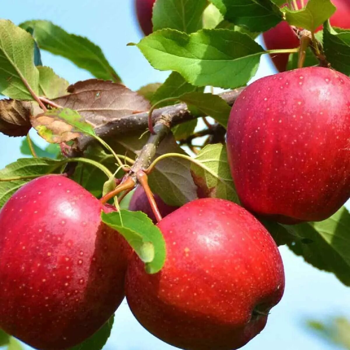 Азимина трилоба. Айва это гибрид. Paw paw tree. Paw paw. Папина фрукт.