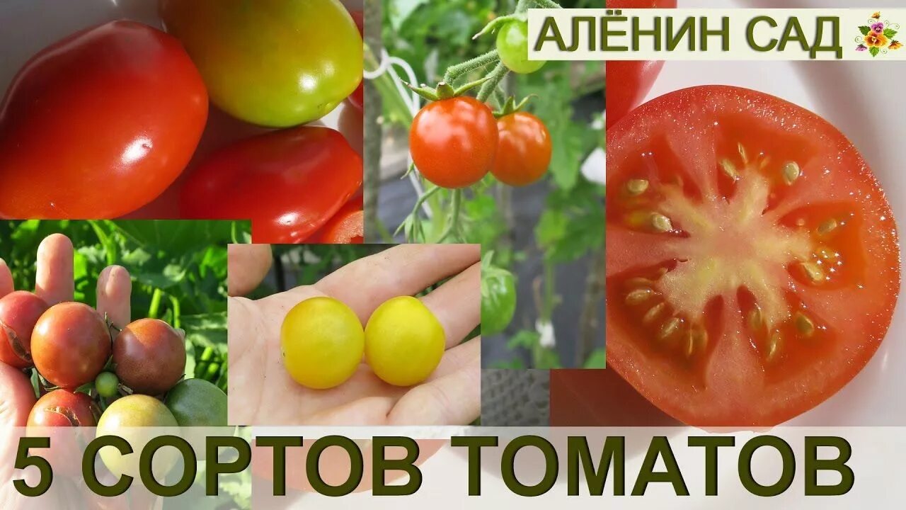 Какой сорт помидор выбрать. Аленин сад томаты. сорт помидор экстремал. 5 сортов помидоров. томат шоколадница.