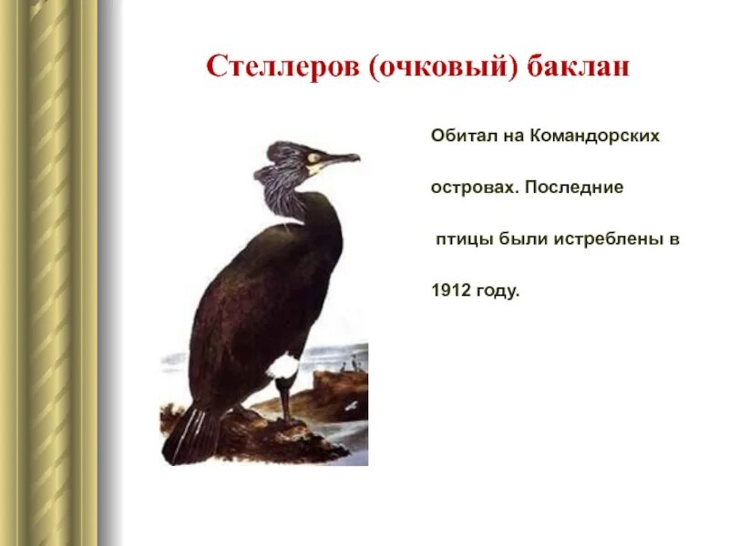 Очковый баклан стеллерова. Нырок черноморский баклан. Стеллеров баклан. Описание бакланов. Описание бакланов.